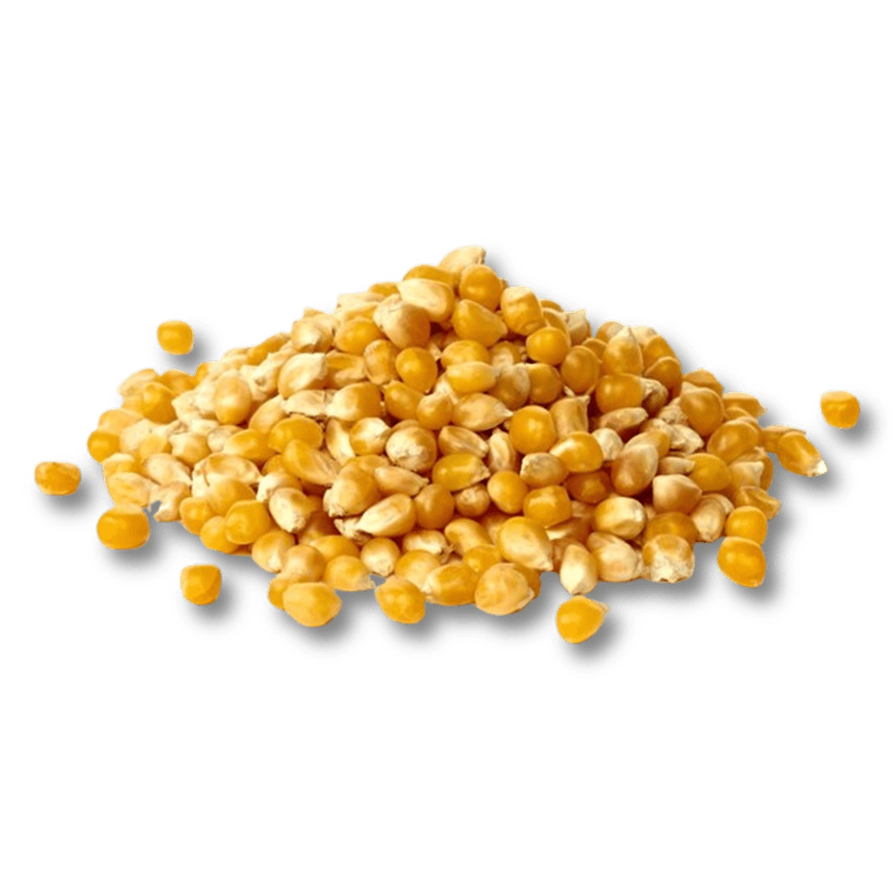 CORN GRAIN