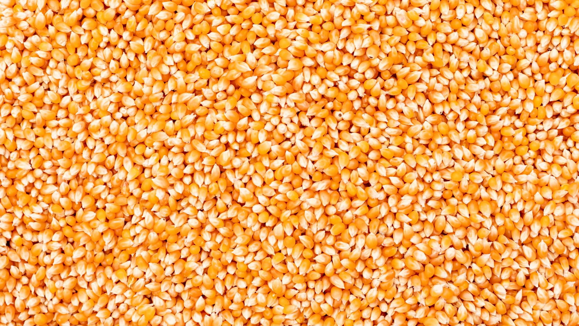 PREMIUM PAKISTANI CORN GRAIN