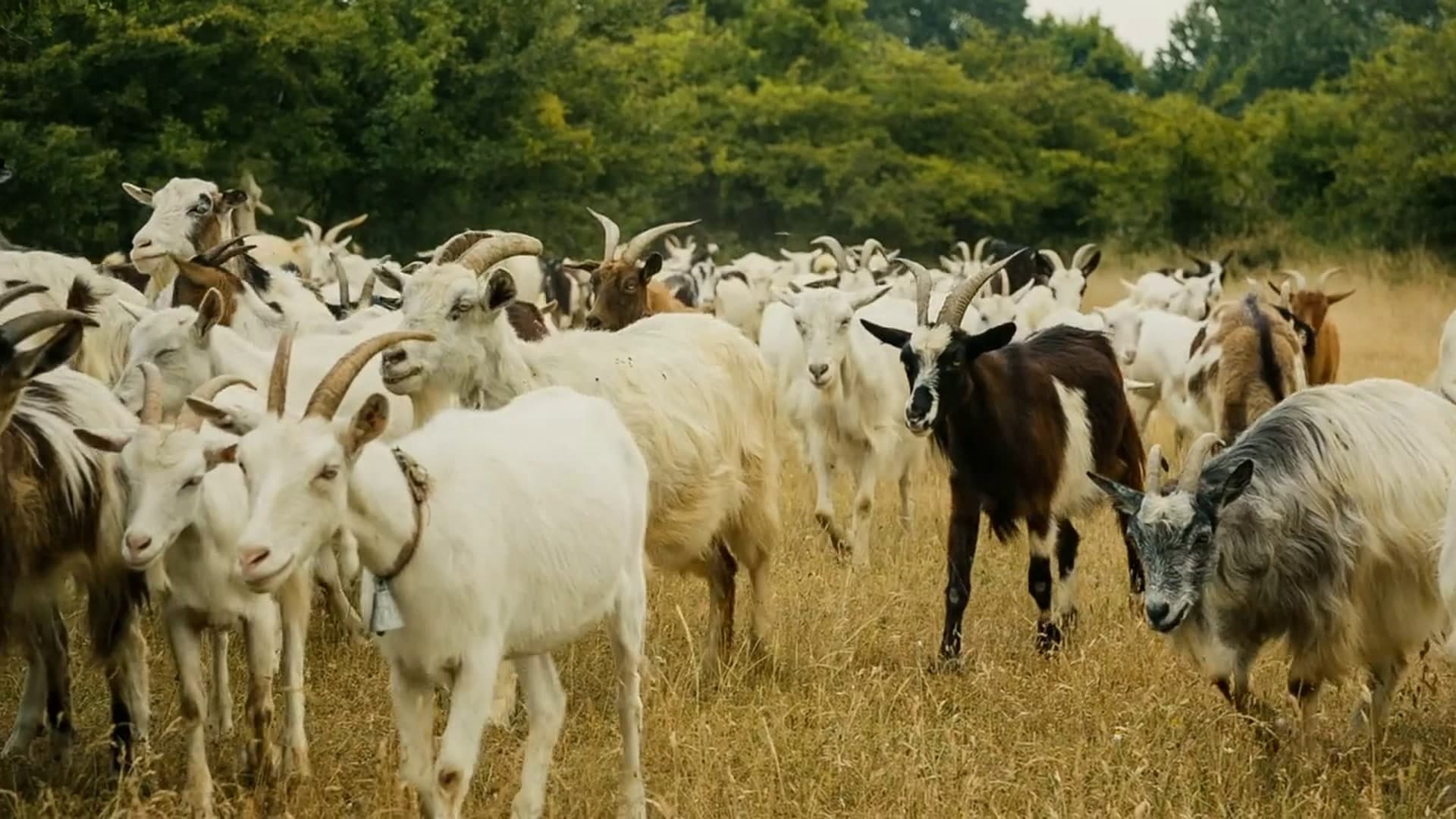 PREMIUM PAKISTANI GOAT MEAT