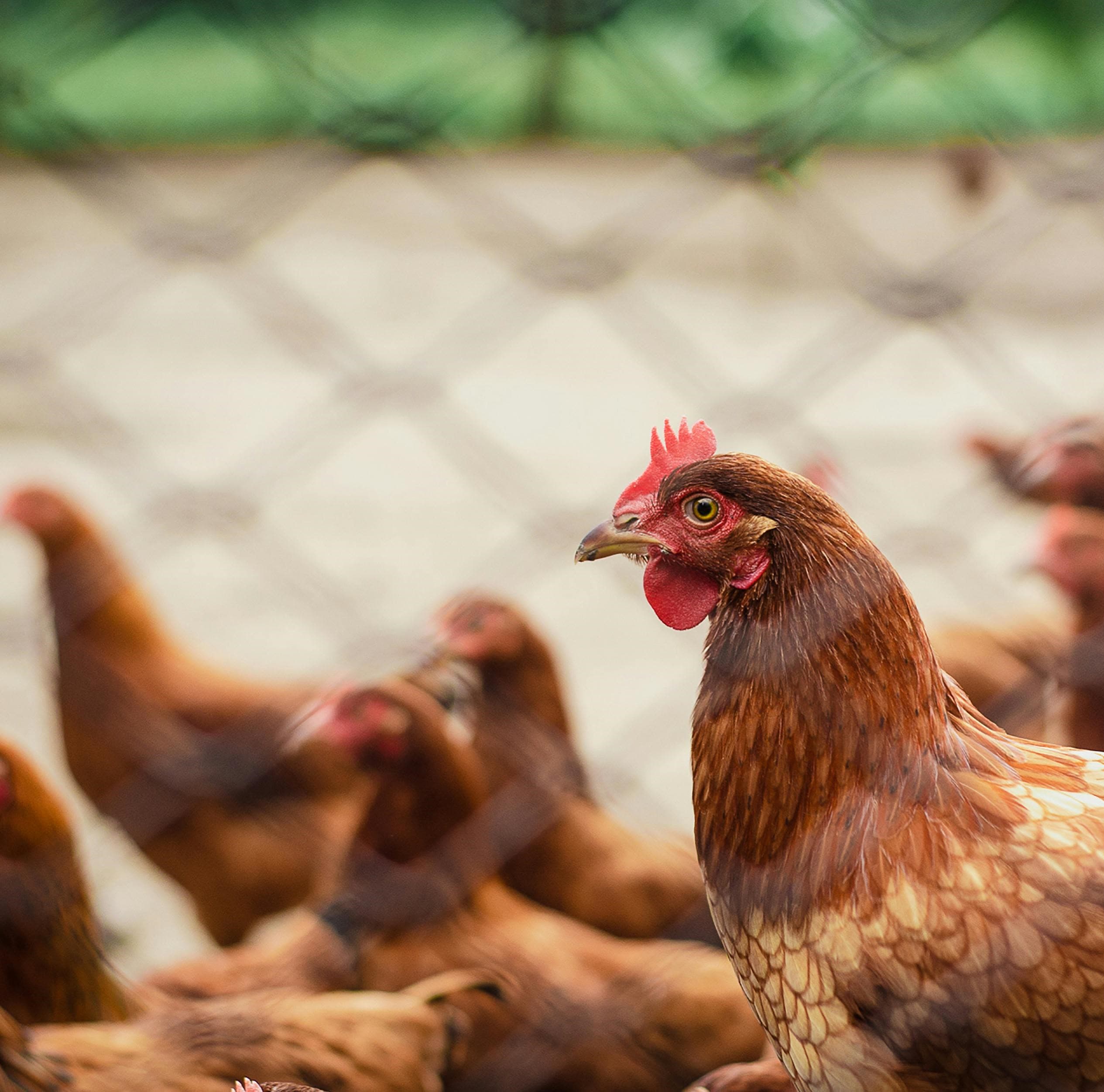 PREMIUM PAKISTANI POULTRY MEAT