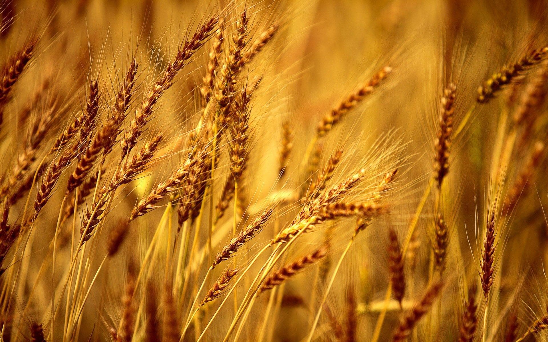 HIGH-QUALITY PAKISTANI WHEAT