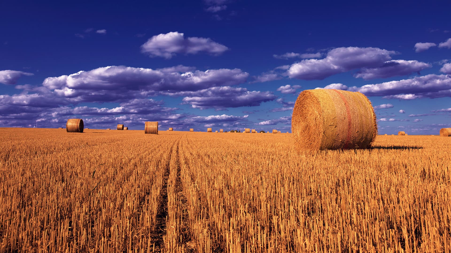 PREMIUM PAKISTANI WHEAT STRAW