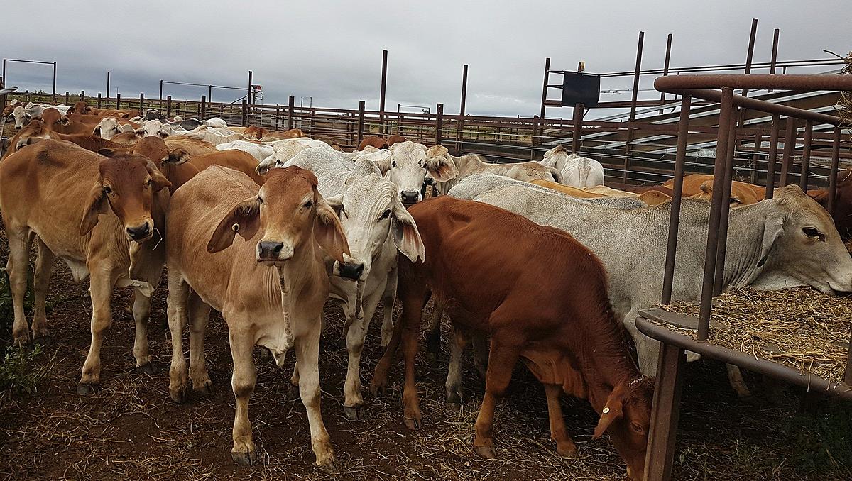 Agriculture Products