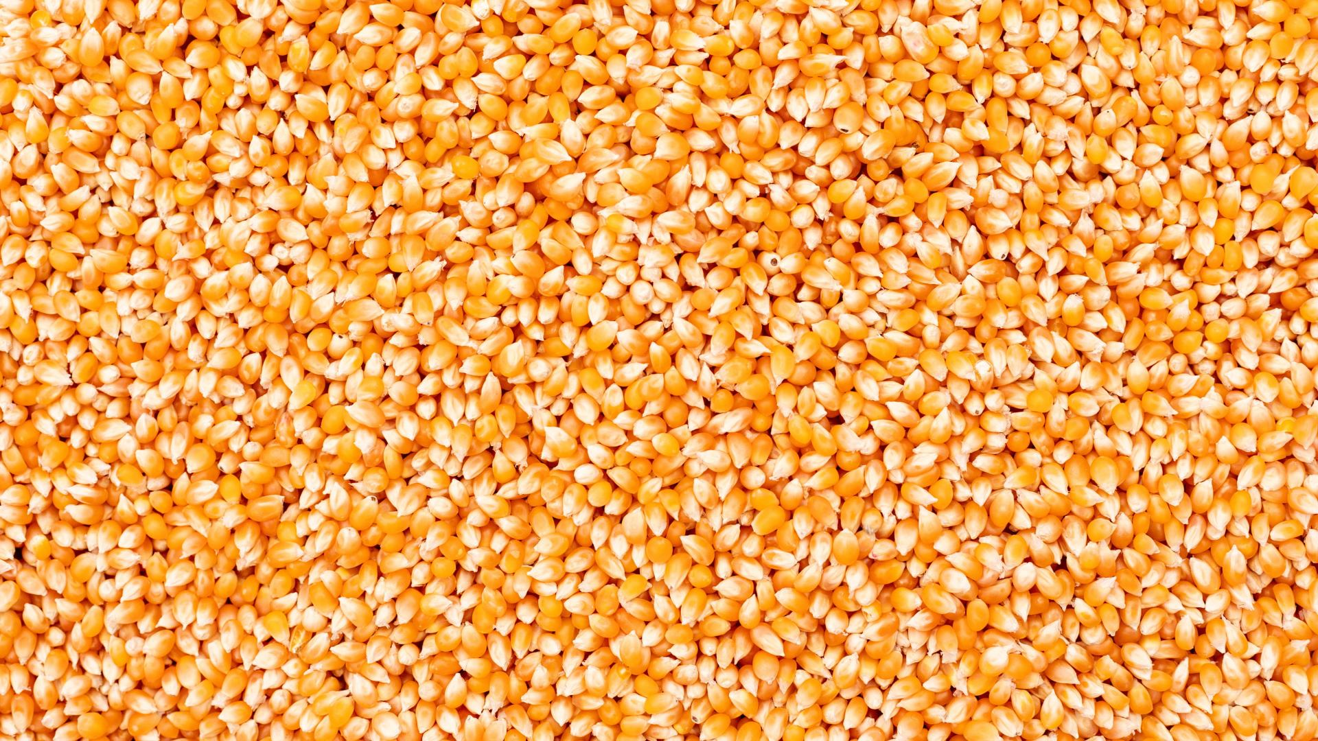 CORN GRAIN