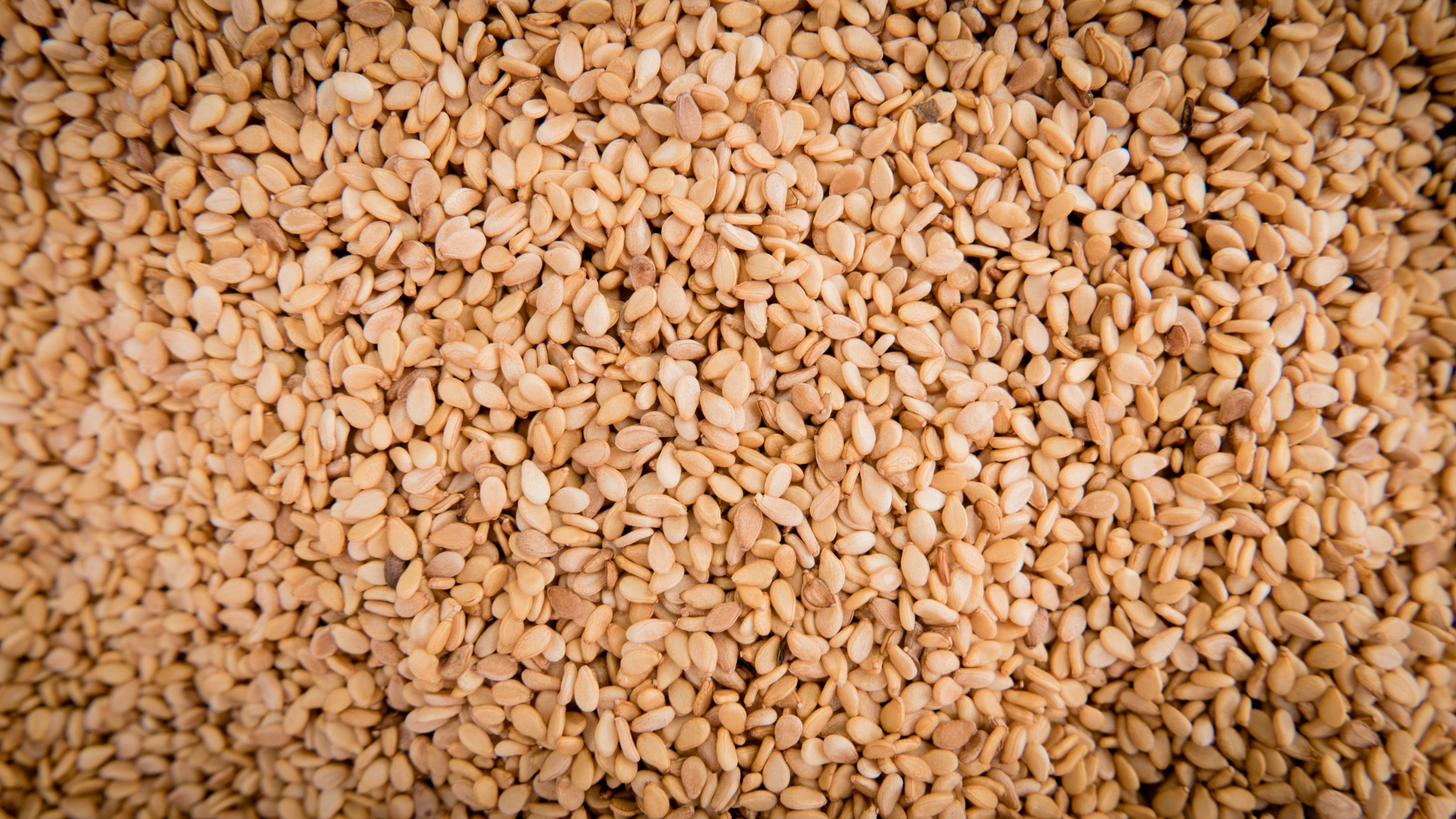 SESAME GRAIN